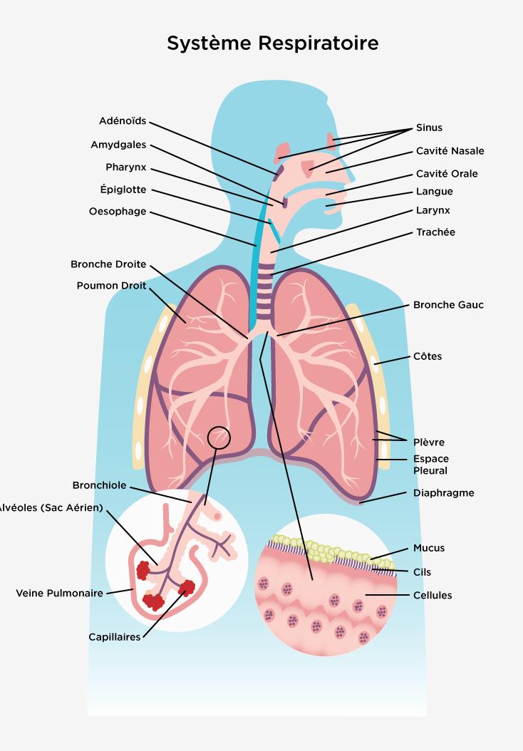 Système Respiratoire Association Pulmonaire Du Canada 7467